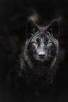 Photo of RogueWolf 1.