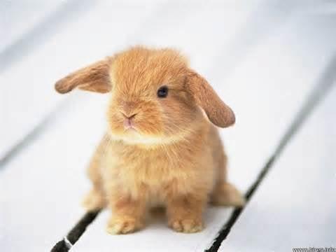 photo of Bunny F.