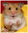 Photo of Hamster M.