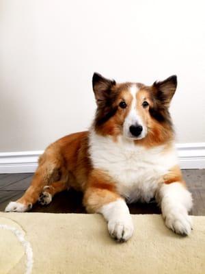 photo of Sheltiepuss W.