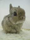 Photo of Snugglethebunny W.