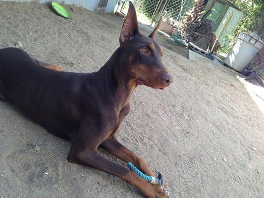 photo of Doberman M.