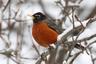 Photo of Robins X.