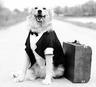 Photo of Pet Concierge DogVacay Y.