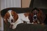 Photo of Travelin Bassets B.