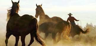 You may see some wild horses on your trip to Maricopa!