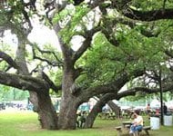 Listening under a canopy of ancient oaks.