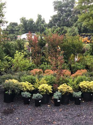 Our Garden Center carries trees, shrubs, annuals, perennials, mulch, pine straw, topsoil, seed, fertilizer, stones, pavers an...