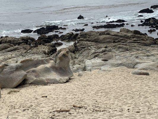 The rock looks like a seal at the Ribera Beach 4/17/2021