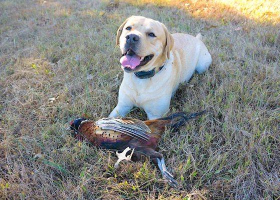 Austin, the Labrador, super proud he found the pheasant. Bird dog training is fun!