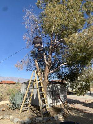 Tree Service