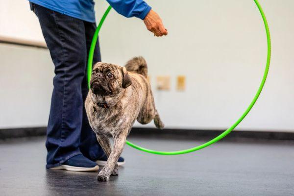 Coastal Canine Academy