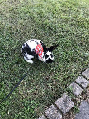 Our pet rabbit Charlie Bunz