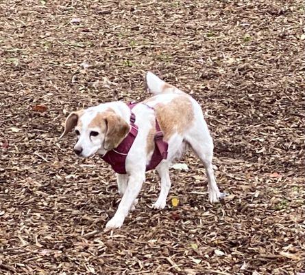 Our senior beagle pal appreciating the soft mulch surface.