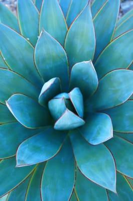 Love the layers of this gorgeous agave plant #agavebluemedia