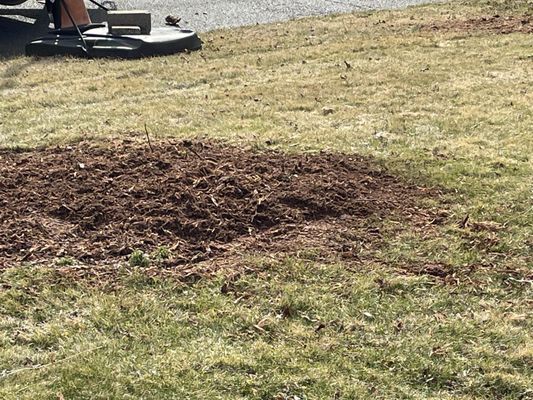 My small tree cut, stump ground and raked clean