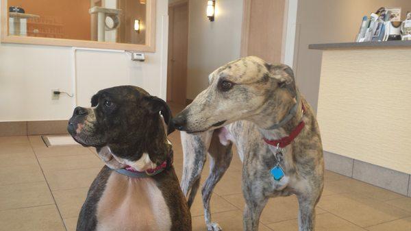 Dr. Christman's dogs Cassidy (left) and Jasper are at the clinic every day.