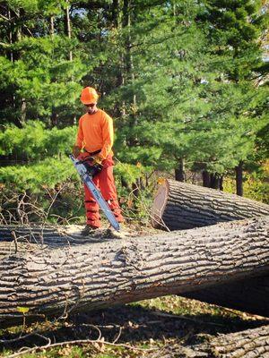 Large Log Cutting