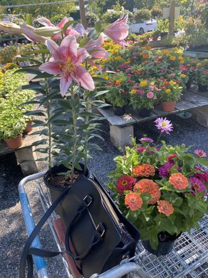 All the Zinnias