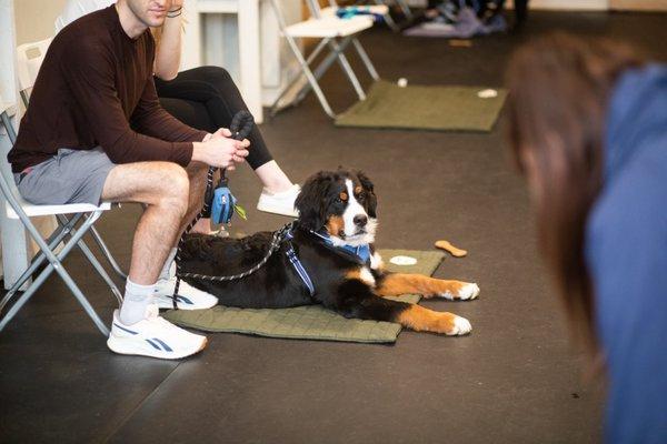 Opportunity Barks puppy class