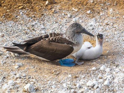 Blue-footed Booby with Chick