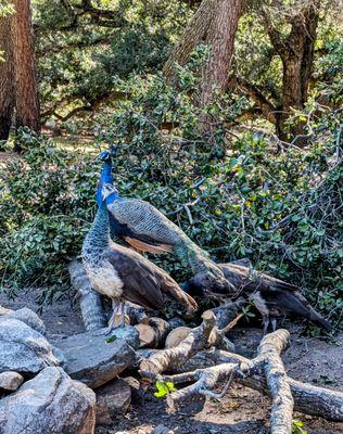 Our Peacocks inspecting their work :)