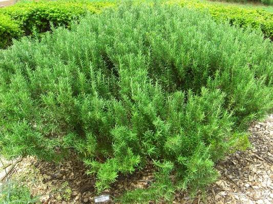 biggest rosemary bush ever