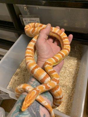 Captive bred Corn Snakes, Brooks Kings and Milk Snakes.