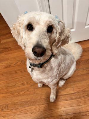 Goldendoodle, dog