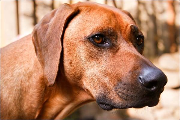 Dino is a regular client of mine. Isn't he a majestic-looking Ridgeback?