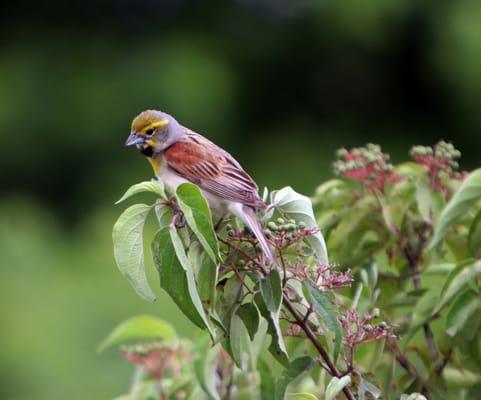 Dickcissel