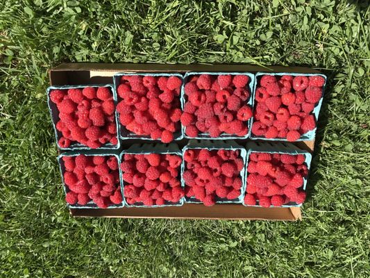 Gorgeous raspberries!!!