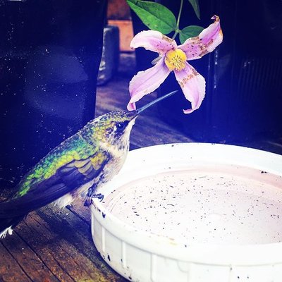 Even the hummingbirds love our selection!