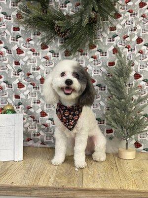 Happy Buddy Xmas grooming shot.