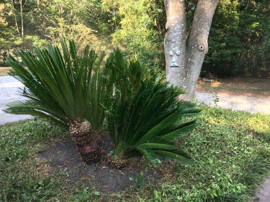 Beautiful Sago Palm