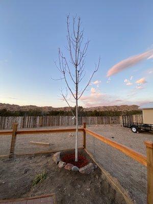 Autumn Red Ash