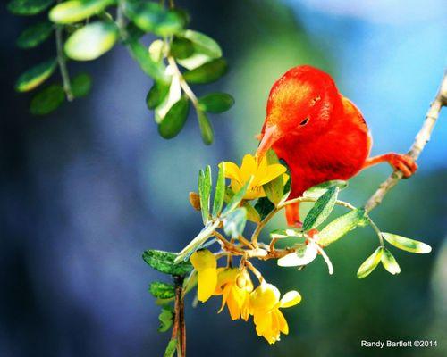 'I'iwi on Māmane (HD Inkjet on Metal by Print Logic Hawaii!-) by Endangered Hawaii Photography