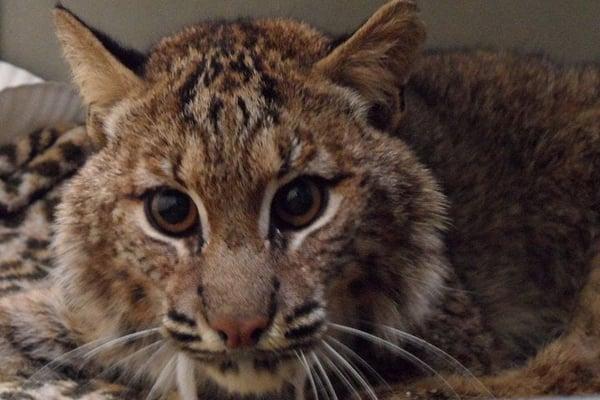 Bobcat Rehab and Rescue