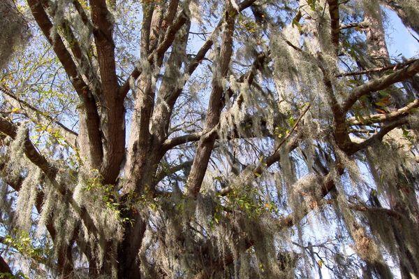 Spanish moss