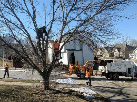 Fast and efficient tree trimming in February 2019.