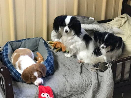 Darla and Sweet Caroline sharing the Pampered Pet Room.