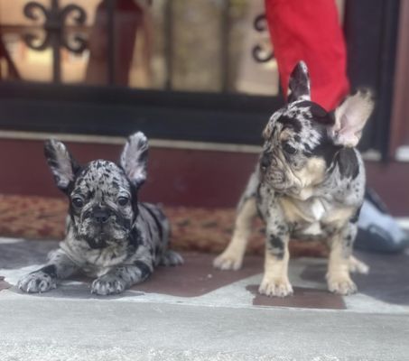 3 The hard way bullies / French bulldogs