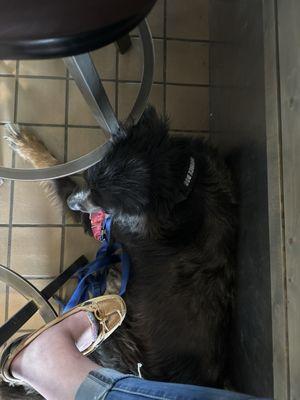 Service dog tucked nicely under chair.