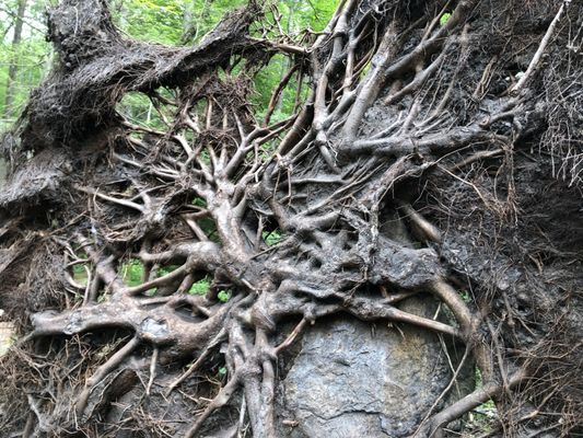 Cool web of tree roots