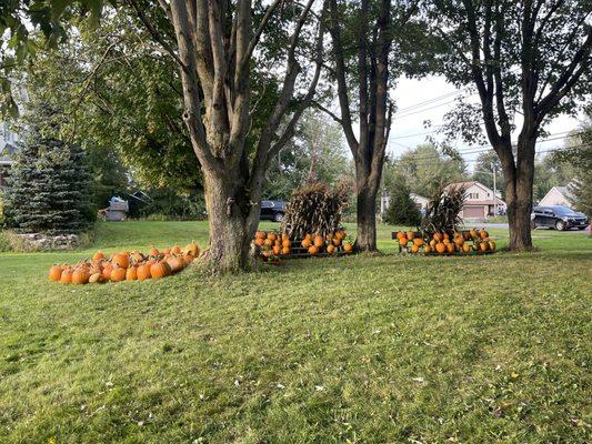 Pumpkins, pumpkins, pumpkins!