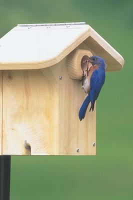 Eastern Bluebird