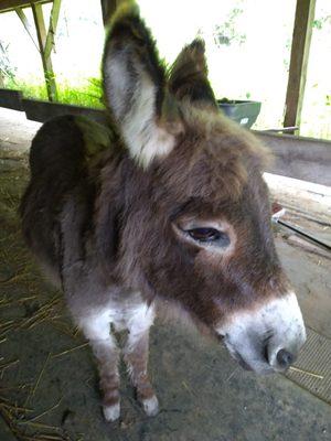 Fred, the mini donkey