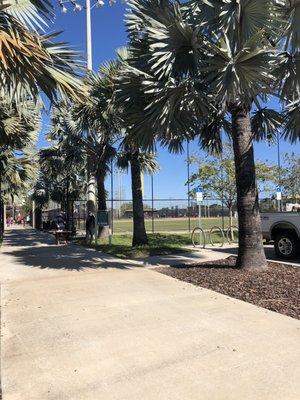 Baseball field and trees