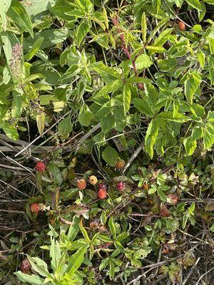 Wild Berries