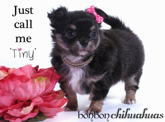 longcoat chihuahua puppy